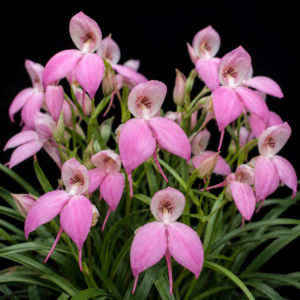 Disa caulescens × uniflora - Red-Painted Disa - 10+ Seed Pack