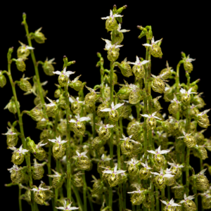 Disa cedarbergensis - Cedarberg Disa - 10+ Seed Pack