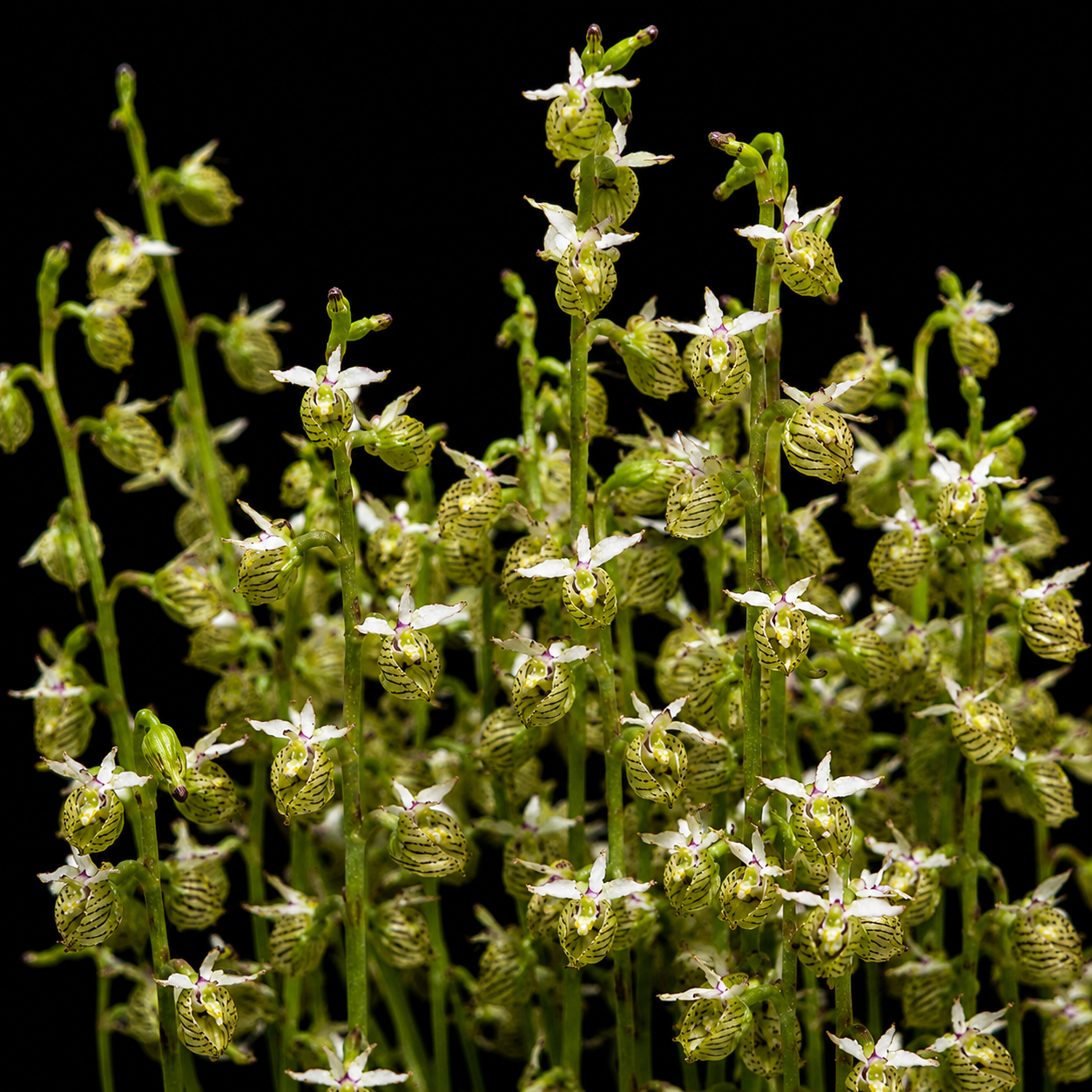 Disa cedarbergensis - Cedarberg Disa - 10+ Seed Pack