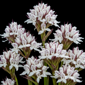 Disa cephalotes ssp. cephalotes - 10+ Seed Pack