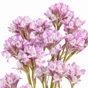 Disa cephalotes ssp. frigida - 10+ Seed Pack