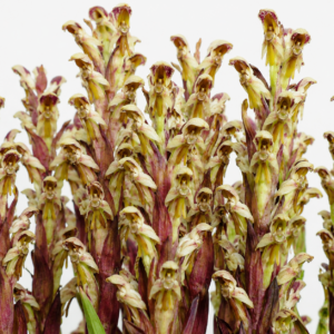 Disa cernua (Satyrium cernuum) - 10+ Seed Pack