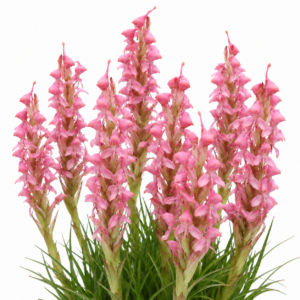 Disa clavicornis - 10+ Seed Pack