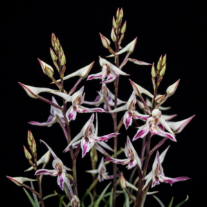 Disa cochlearis - 10+ Seed Pack