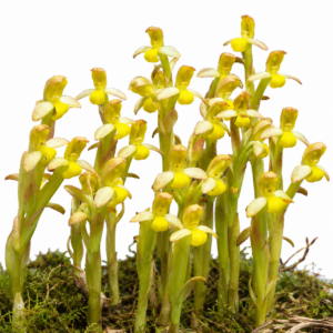 Disa comosa - Tufted Monodisa - 10+ Seed Pack