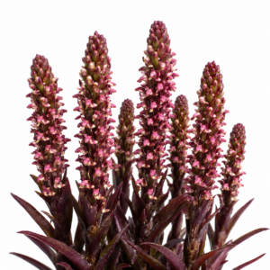 Disa conferta (Monadenia conferta) - 10+ Seed Pack