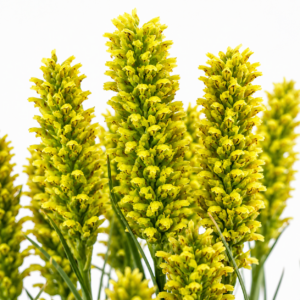 Disa cylindrica - Column Disa - 10+ Seed Pack