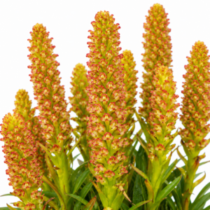 Disa densiflora - Ringspur Monadisa - 10+ Seed Pack