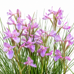 Disa dracomontana - Drakensberg Disa - 10+ Seed Pack