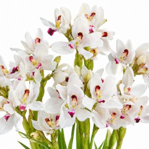 Disa elegans - Chink Disa - 10+ Seed Pack
