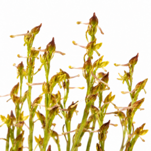 Disa esterhuyseniae - Esterhuysen's Disa - 10+ Seed Pack
