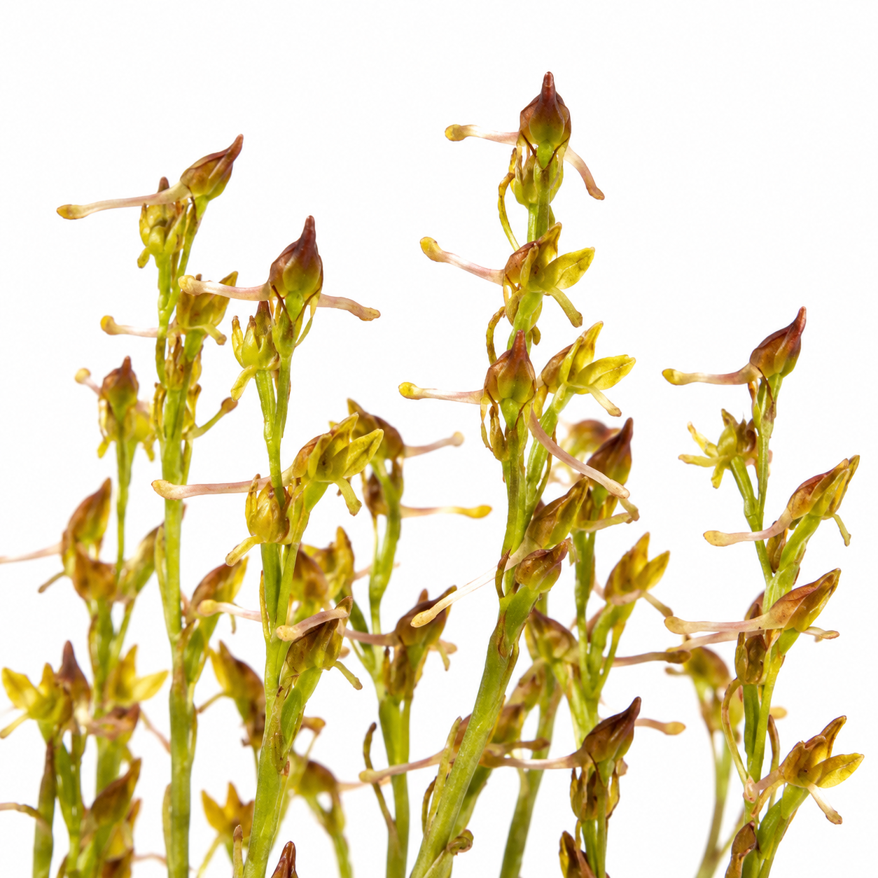 Disa esterhuyseniae - Esterhuysen's Disa - 10+ Seed Pack