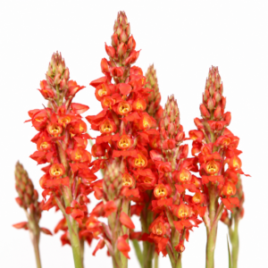 Disa extinctoria - 10+ Seed Pack