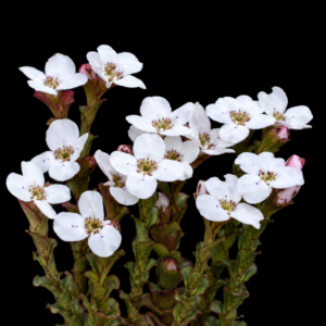 Disa fasciata - Chinaflower Disa - 10+ Seed Pack