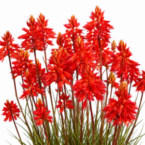Disa ferruginea - Red Cluster Disa; Monnikskappie - 10+ Seed Pack