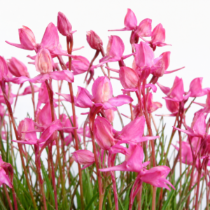 Disa ferruginea × graminifolia - Cross Disa - 10+ Seed Pack