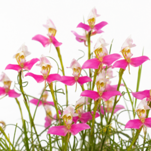 Disa filicornis - Dry Disa - 10+ Seed Pack