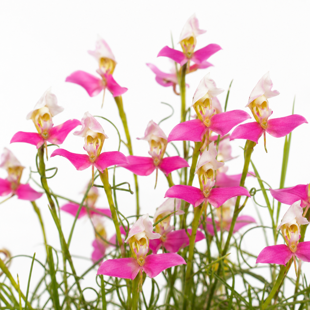Disa filicornis - Dry Disa - 10+ Seed Pack