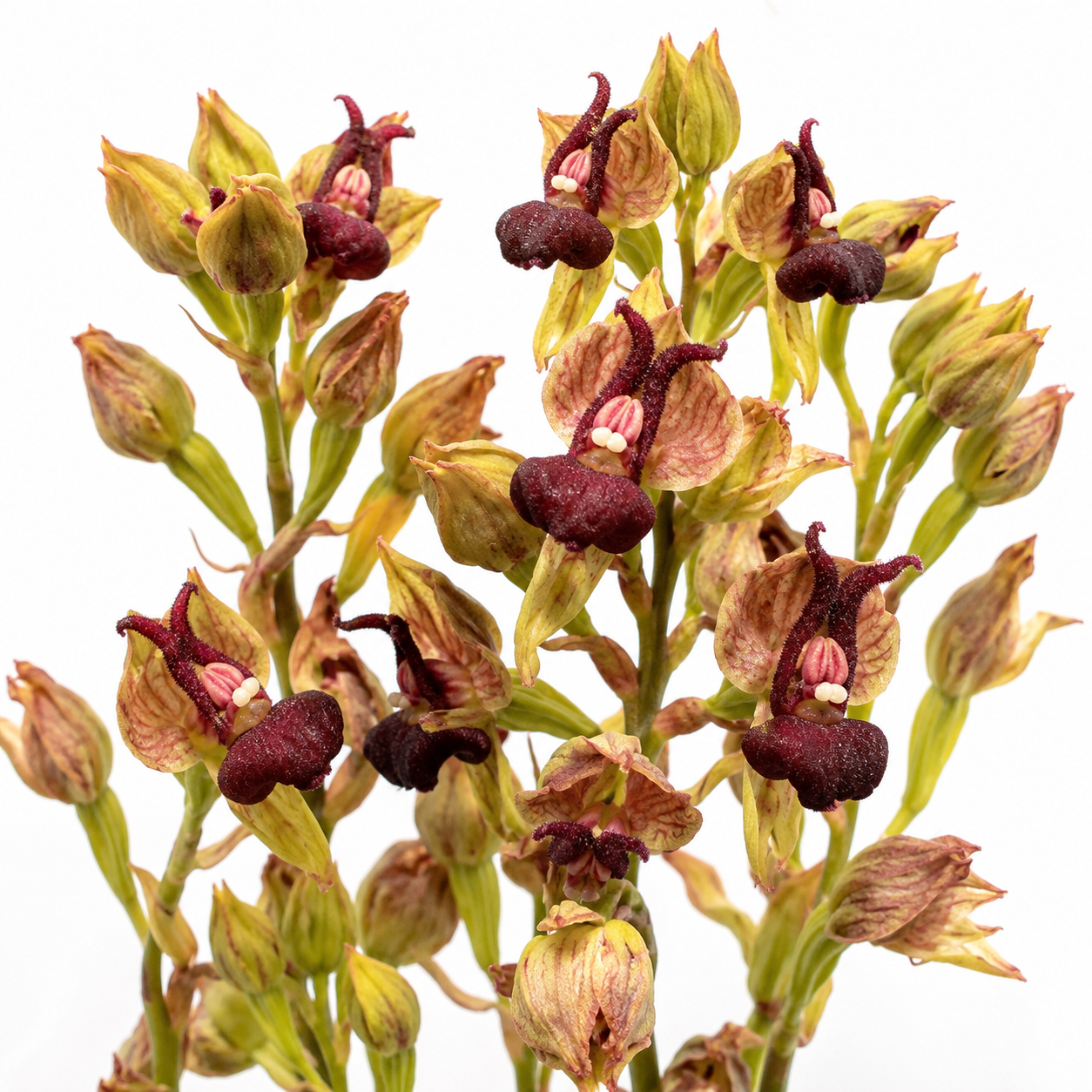 Disa forficaria - 10+ Seed Pack