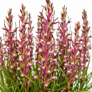 Disa galpinii (Disa minax) - 10+ Seed Pack