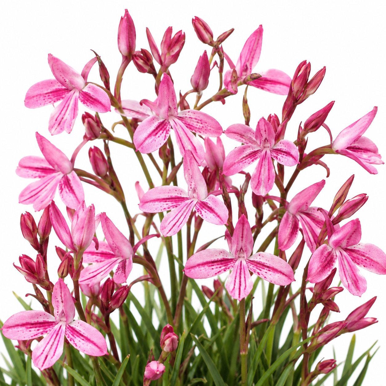 Disa gladioliflora ssp. capricornis - Langeberg Pypie Disa - 10+ Seed Pack