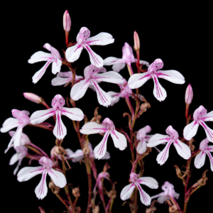 Disa gladioliflora ssp. gladioliflora - Outeniqua Pypie Disa - 10+ Seed Pack