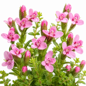 Disa glandulosa - Sticky Disa - 10+ Seed Pack