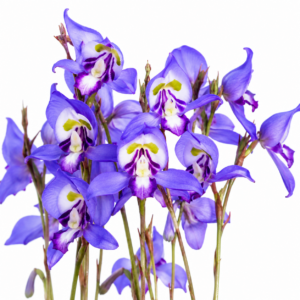 Disa graminifolia - Blue Disa; Bloumoederkappie - 10+ Seed Pack