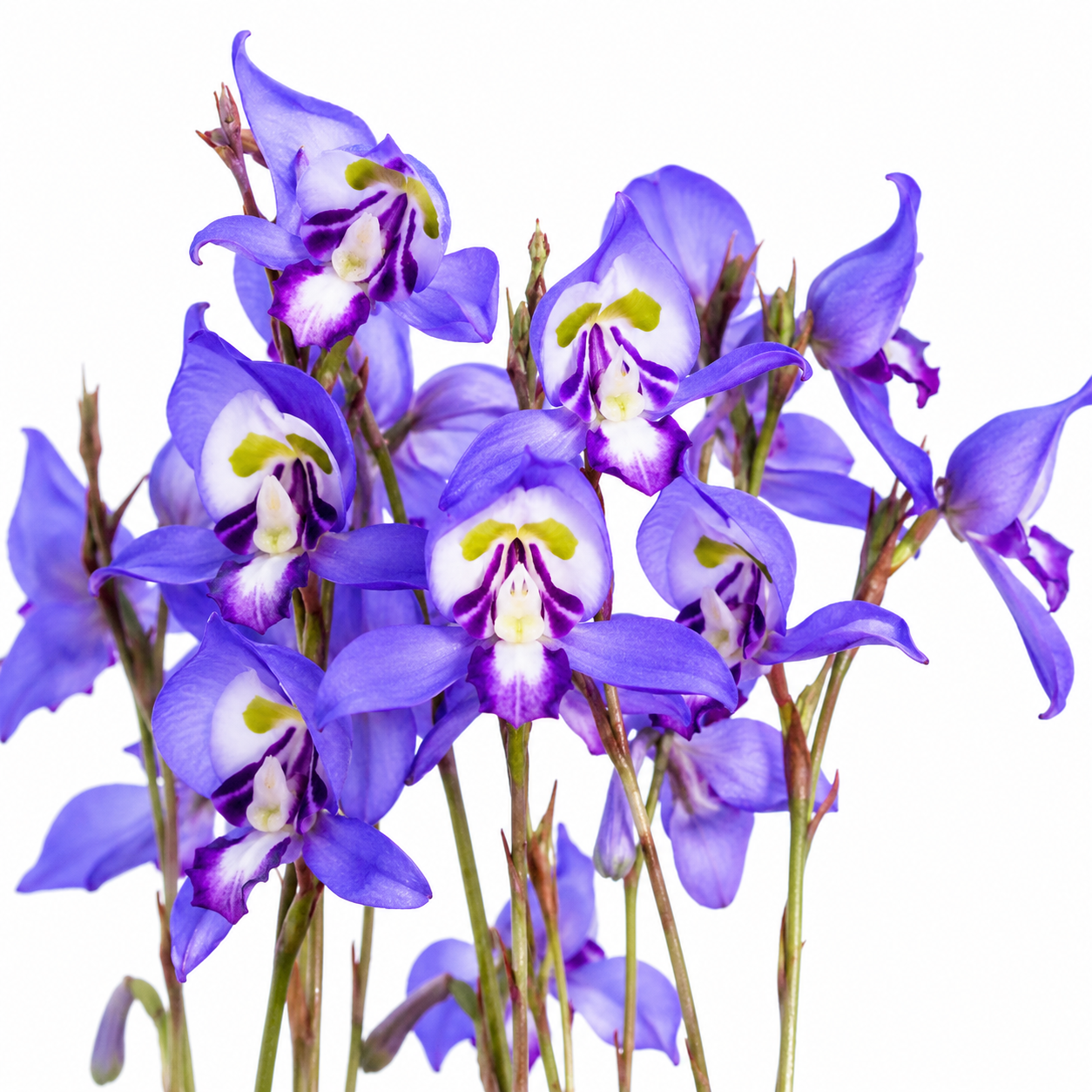 Disa graminifolia - Blue Disa; Bloumoederkappie - 10+ Seed Pack