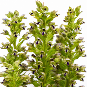 Disa hallackii - Bluetongue Disa - 10+ Seed Pack