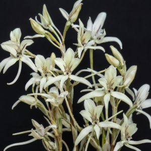 Disa harveyana ssp. longicalcarata - Cederberg Dragaina Disa; Witdisa - 10+ Seed Pack
