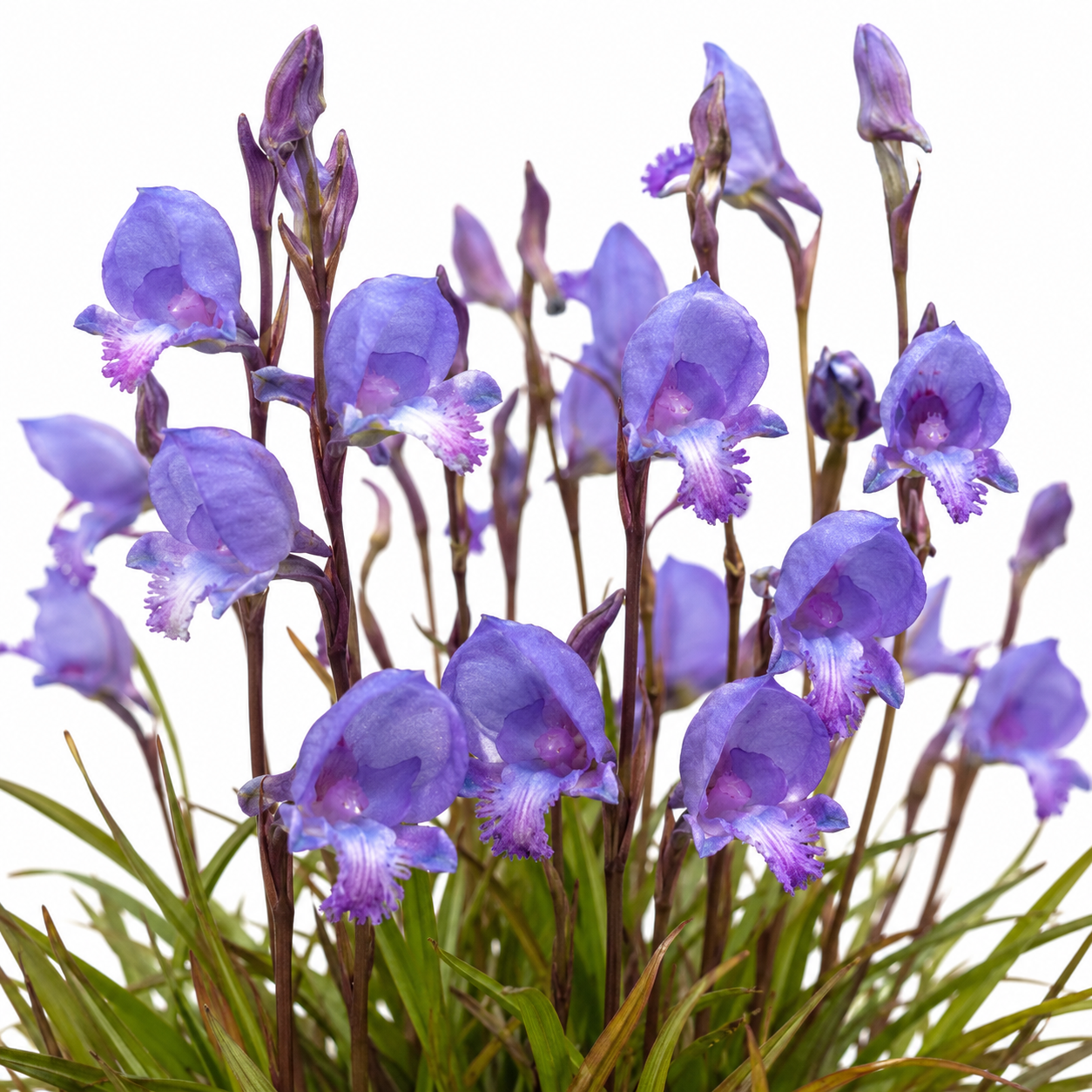 Disa hians - Lizard Disa - 10+ Seed Pack