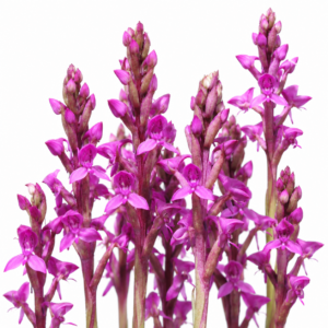 Disa hircicornis - Ramshorn Disa - 10+ Seed Pack