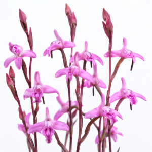 Disa inflexa - Rigid Disa - 10+ Seed Pack