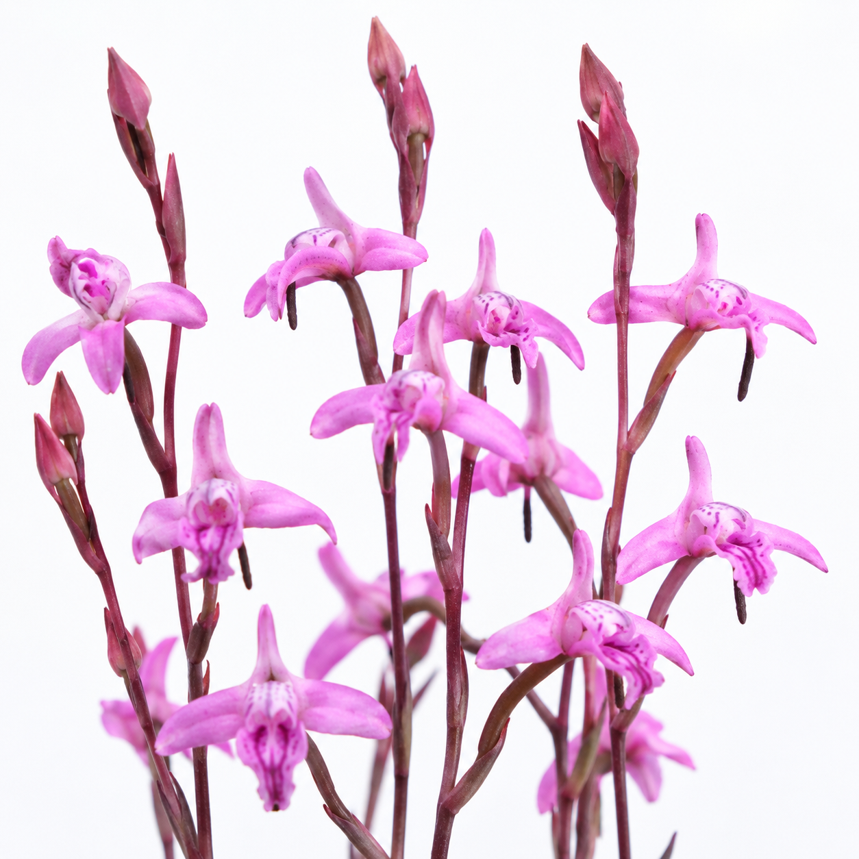 Disa inflexa - Rigid Disa - 10+ Seed Pack