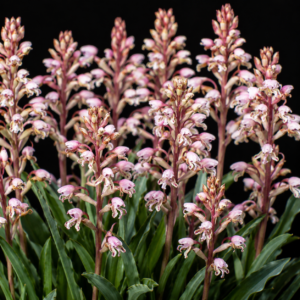 Disa klugei - 10+ Seed Pack