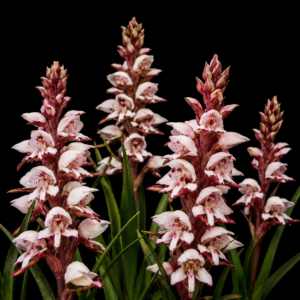 Disa linderiana - 10+ Seed Pack