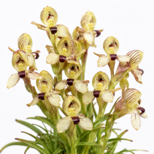 Disa lineata - 10+ Seed Pack