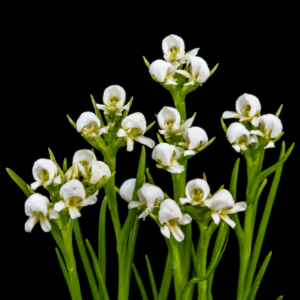 Disa longifolia - 10+ Seed Pack