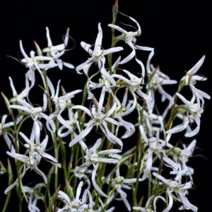 Disa longipetala - Thread Disa- 10+ Seed Pack