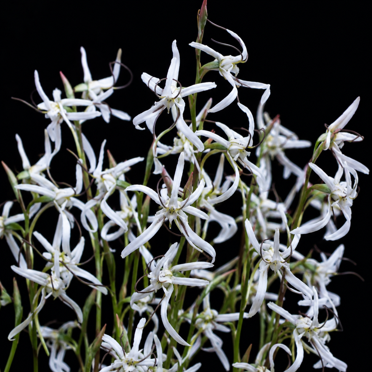Disa longipetala - Thread Disa- 10+ Seed Pack