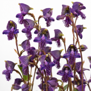 Disa lugens - Blue Bonnet Disa - 10+ Seed Pack