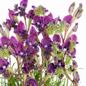 Disa lugens var. lugens - Blue Bonnet Disa - 10+ Seed Pack