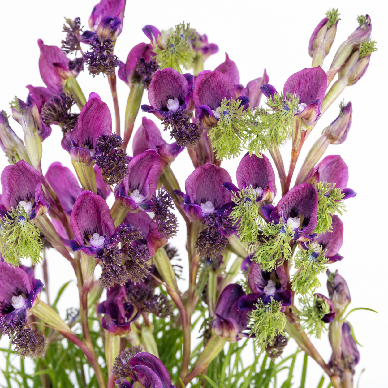 Disa lugens var. lugens - Blue Bonnet Disa - 10+ Seed Pack