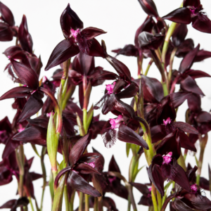 Disa lugens var. nigrescens - 10+ Seed Pack