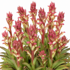 Disa macrostachya - Kamies Monodisa - 10+ Seed Pack