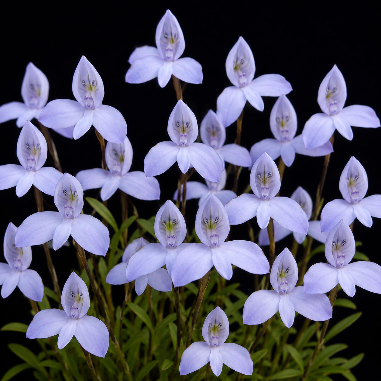 Disa maculata - Fleck Disa - 10+ Seed Pack