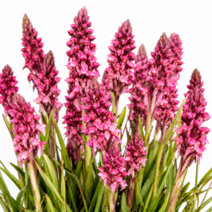 Disa maculomarronina - Maroonspot Disa - 10+ Seed Pack