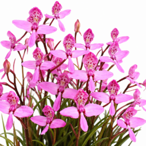 Disa marlothii - 10+ Seed Pack