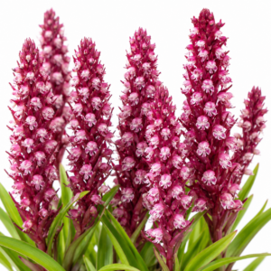 Disa micropetala - 10+ Seed Pack